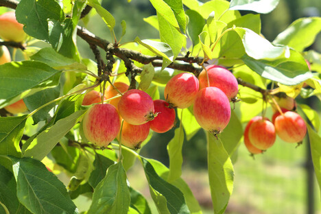 Image of a crabapple tree branch with fruit on it